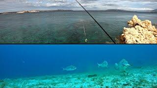 What really happens underwater  SEA BREAM FISHING