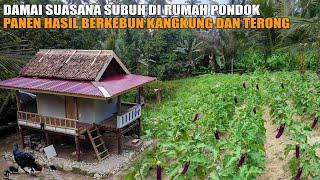 TENANG DAMAI SUASANA SUBUH DI RUMAH PONDOK  PANEN PERTAMA KALI HASIL BERKEBUN TERONG DAN KANGKUNG