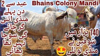 Bhains Colony Mandi Karachi Cattle Latest Rates Update Friday 14 June 2024  Cow Mandi 2024