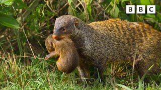 Why you shouldnt pick on a mongoose  Serengeti - BBC