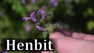 How to Identify Henbit - Lamium amplexicaule