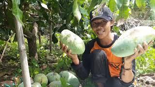 panen mangga raksasa mahatir @kebunpelajar