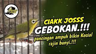 Ciak Joss Kecial Kuning GEBOKAN Ampuh Pancing Kecial Bikin Rajin BUNYI‼️