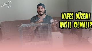 Muhabbet Kuşu Kafes Düzeni Nasıl Olmalı ? l VLog