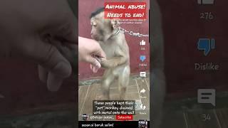 Owners kept their pet monkey CHAINED WITH METAL TO THE WALL #babymonkey #monkey #abuse #shorts