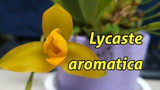 Ликаста ароматика описание и уход. Lycaste aromatica.
