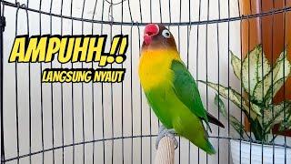 Lovebird Ngekek Panjang AMPUH Buat Pancingan Lovebird agar Cepat Ngekek Jadikan LB Fighter NYAUT