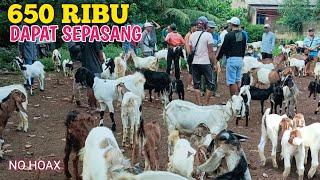 Harga Kambing Sulit Di Percaya Tapi ini Nyata Adanya