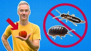 KILL Pill Bugs Earwigs & Millipedes NATURALLY