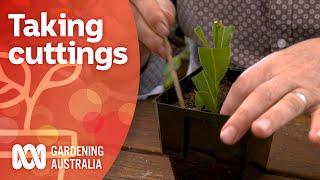 Softwood hardwood and semi-hardwood cuttings  Gardening 101  Gardening Australia