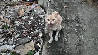skinny stray cat lives in the ruins trying hard to please passersby in an attempt to get some food.