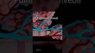 What Are Pulmonary Alveoli 3D Animation