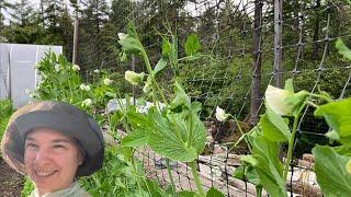 Blooms Blooming on the Summer Solstice & Chard Ready For Harvest