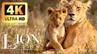 Africa Wildlife 4K  Lion Cub Super Cute and Adorable  Scenic Relaxation Film With Calming Music