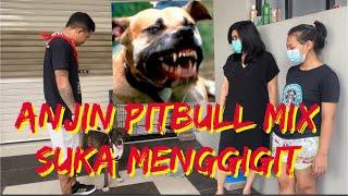 MENAKLUKKAN ANJING PITBULL MIX YANG NAKAL SUKA MENGGIGIT