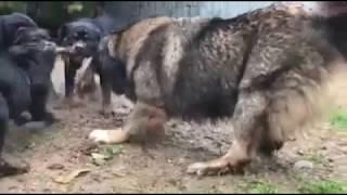 caucasian ovcharka vs rottweiler