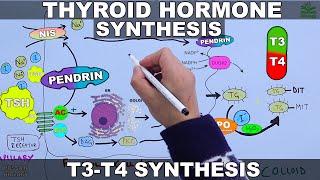 Thyroid Hormone Synthesis  T3 - T4