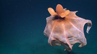 Cirroteuthid Octopus Billows Like a Circus Tent  Nautilus Live