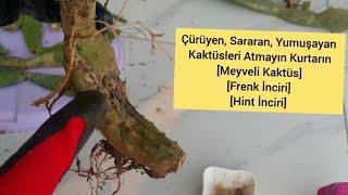 Çürüyen Sararan Yumuşayan kaktüsleri nasıl Kurtarırız meyveli Kaktüs Fenk İnciri Hint İnciri