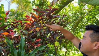 Tropical Fruit Trees Flowering & Fruiting in Californias Central Valley