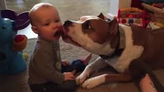Most Amazing 1 Hour of Cute Kids And Pets 2018   Funny Pet Videos mp4