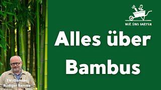 Bambus im Garten - unsere Tipps