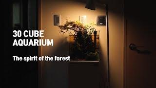 30cm Cube aquarium aquascape The spirit of the forest