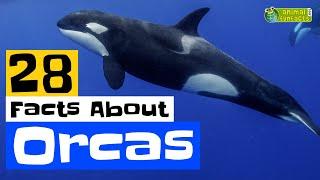 28 Facts About Orcas - Learn All About Orcas - Animals for Kids - Educational Video