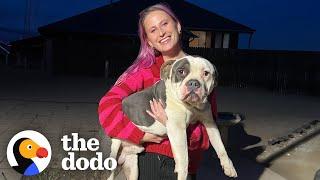 Girl Finds A Stray Pittie On The Way To Christmas Dinner  The Dodo