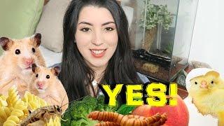 Hamster Food  What To Feed Pet Hamster  Syrian Hamster Diet