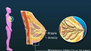 Mammary Glands of the Female Reproductive System