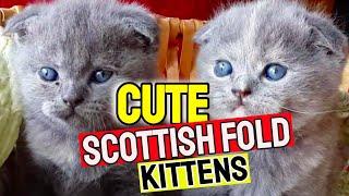 Scottish Fold Cat  Cute Scottish Fold Kitten  Scottish Fold Compilation