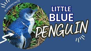 Little Blue Penguin Facts Amazing Fun Facts - Penguins 101