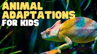 Animal Adaptations for Kids Learn about physical life cycle and behavioral adaptations of animals