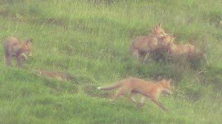 Vulpes Vulpes. Fox cubs at play