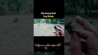 Rilis Burung Kecil Yang Malang  #Shorts