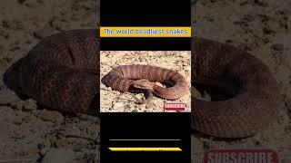 The world deadliest snakes #short #shorts #snacks #venom #blackmamba