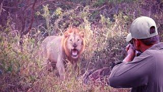 The strongest confrontations and chases between the hunter and the lions Kings of the Jungle