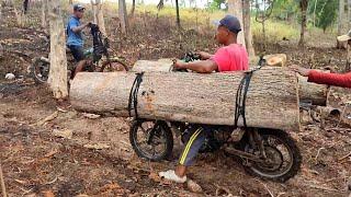 the risky life of a wooden motorcycle taxi carrying large logs