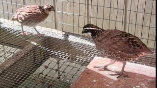 How to raise bob white quail part 1