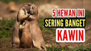 KUAT KAWIN HINGGA RATUSAN KALI ?? - INI DIA 5 HEWAN YANG PALING SERING KAWIN  - INFORMASI HEWAN