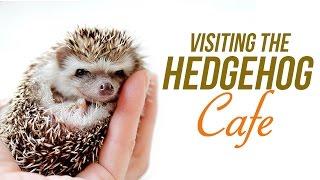 Japans Newest Animal Cafe The Hedgehog Cafe