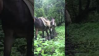 Mules on the way to Annapurna Base Camp at Ghandruk