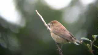 Female Indigo Bunting