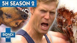 5 Hours of Full Episodes - Bondi Vet Complete Season 2   Bondi Vet