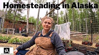 Is Living on an Alaskan Homestead Worth It? Exploring the Costs Labor Time Gardening Animal.