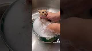 Bath time for a *TINY* KITTEN #kittens #catsoftiktok #cats