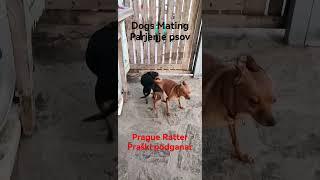 Dogs Mating  Parjenje psov  Prague Ratter  Praški podganar