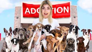 Getting 20 Puppies Adopted In A Day
