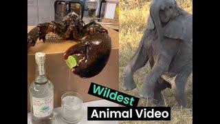 Best Animal Videos Compilation  Animal Antics